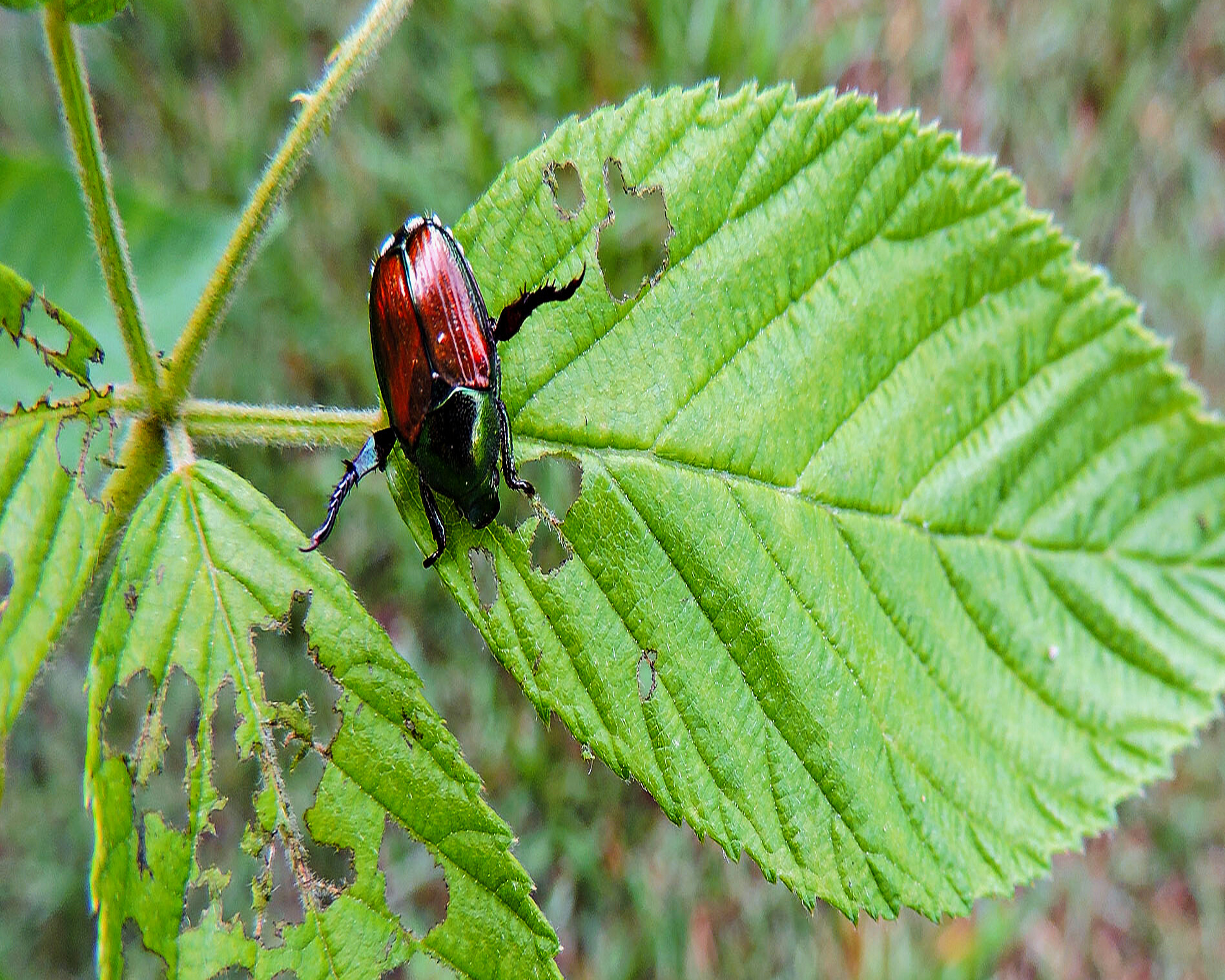 Japanese,Bettle,Eating,On,A,Leaf,June,2019,Lewisville,Nc